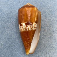 #5 Conus coccineus 45.1mm F+ Northern Samar, Philippines