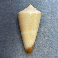 #28 Conus furvus 37.9mm F+ Philippines