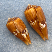 #8 Conus coccineus 28-33mm F/+ (Lip Chips) Northern Samar, Philippines