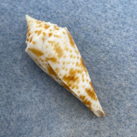 #6 Conus comatosa 40mm F+ Philippines