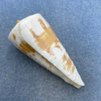 #4 Conus tribblei 61.6mm F+ Tayabas Bay, Quezon, Philippines