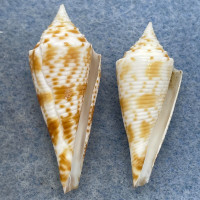 #13 Conus comatosa 30.6-35mm F Philippines