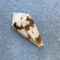 #16 Conus varius 28.9mm F++ Philippines