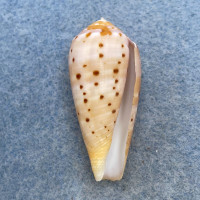 #10 Conus circumcisus 36.2mm F+ Trawled Off Samar, Philippines