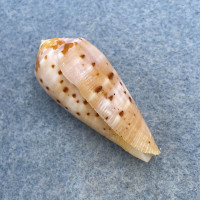 #10 Conus circumcisus 36.2mm F+ Trawled Off Samar, Philippines