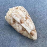 #5 Conus arenatus 39.7mm F++ Trawled, Siguijok Island, Philippines