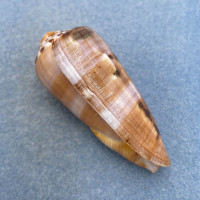 #22 Conus circumcisus 62.1mm F+ Philippines