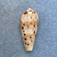 #16 Conus circumcisus 34.7mm F+ Philippines