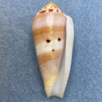 #33 Conus circumcisus 50.5mm F++ Philippines