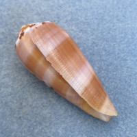 #19 Conus circumcisus 55.1mm F+ Philippines