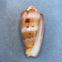 #20 Conus circumcisus 57.4mm F+ Philippines