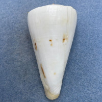 #9 Conus tribblei 65mm F+ (Lip Chip) Tayabas Bay, Quezon, Philippines