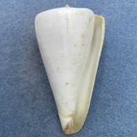 #9 Conus tribblei 65mm F+ (Lip Chip) Tayabas Bay, Quezon, Philippines