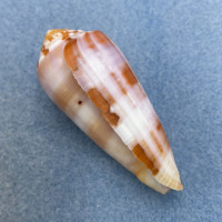 #47 Conus circumcisus 58mm F+ Philippines