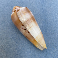#43 Conus circumcisus 56.7mm F+ Philippines