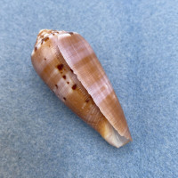 #41 Conus circumcisus 51.4mm F+ Philippines