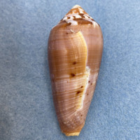 #46 Conus circumcisus 58.5mm F+ Philippines