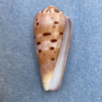 #37 Conus circumcisus 45mm F+ Philippines