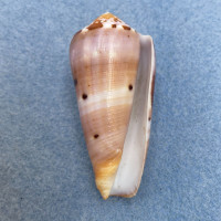 #42 Conus circumcisus 53.5mm F+ Philippines
