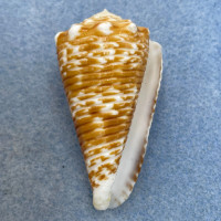 #3 Conus sulcocastaneus 47.8mm F++ Philippines