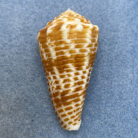 #6 Conus sulcocastaneus 47.2mm F Philippines