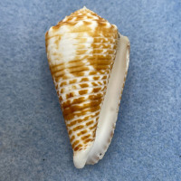 #6 Conus sulcocastaneus 47.2mm F Philippines