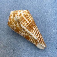 #6 Conus sulcocastaneus 47.2mm F Philippines