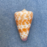 #36 Conus tessulatus 34.2mm F+ Philippines