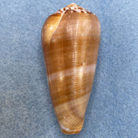 #52 Conus circumcisus 66mm F+ Philippines