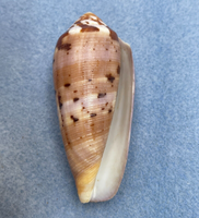 #55 Conus circumcisus 62.3mm F+ Philippines