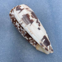 #9 Conus striatus 102.3mm F++ Philippines