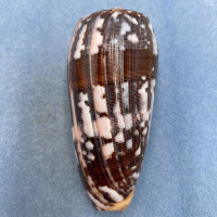 #10 Conus striatus 90.1mm F++ Philippines