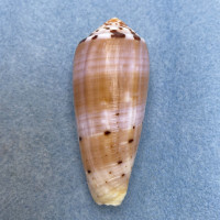 #50 Conus circumcisus 65.6mm F+ Philippines