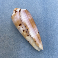 #50 Conus circumcisus 65.6mm F+ Philippines