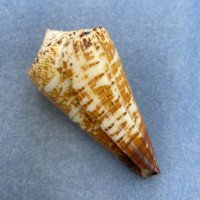 #8 Conus thalassiarchus 70.6mm F+ (Rough Lip) Palawan, Philippines