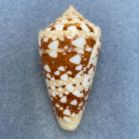 #2 Conus ammiralis 61.4mm F+ Philippines