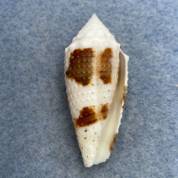 #1 Conus varius 35.9mm F+ (Rough Lip) Marinduque, Philippines