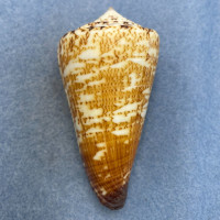 #7 Conus thalassiarchus 73.6mm F+ (Rough Lip) Bulan, Philippines