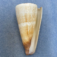 #11 Conus thalassiarchus 67.2mm F+ Philippines