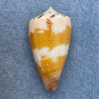 #3 Conus circumactus 36.9mm F+ Philippines