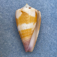 #3 Conus circumactus 36.9mm F+ Philippines