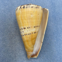 #14 Conus mustelinus 70.2mm F+ (Repaired Lip Chip) Philippines