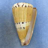 #16 Conus mustelinus 80.8mm F+ (Chipped Lip) Philippines