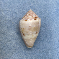 #2 Conus miliaris 26.4mm F+ Philippines