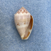 #2 Conus miliaris 26.4mm F+ Philippines