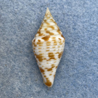 #36 Conus praecellens 28.7mm F+ Punta Engano, Cebu, Philippines