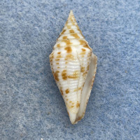 #36 Conus praecellens 28.7mm F+ Punta Engano, Cebu, Philippines