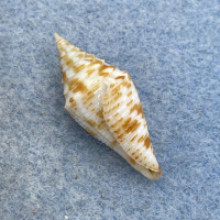 #36 Conus praecellens 28.7mm F+ Punta Engano, Cebu, Philippines