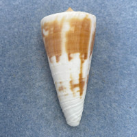 #11 Conus tribblei 54.5mm F+ Dredged 160m, Marinduque, Philippines