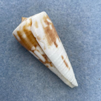 #11 Conus tribblei 54.5mm F+ Dredged 160m, Marinduque, Philippines
